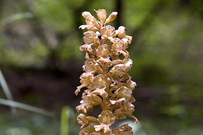 Neottia nidus-avis (L.)L.C.Rich.